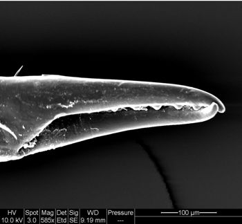 Media type: image; Invertebrate Zoology 134641